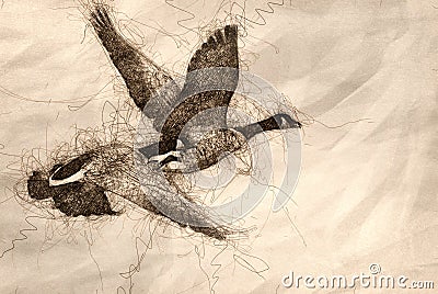 Sketch of Canada Geese Taking Flight Off of the Water Stock Photo