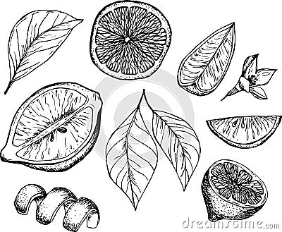 Sketch citrus fruits Cartoon Illustration