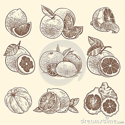 Sketch citrus. Oranges, lemons and grapefruit, lime. Citrus fruits and flower with leaves. Hand drawn vintage botanical Vector Illustration