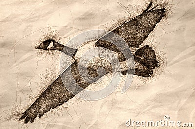 Sketch of a Close Look at a Canada Goose in Flight Stock Photo