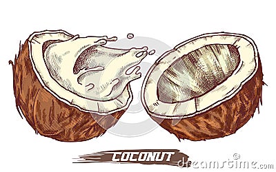 Sketch of coconut fruit, coconut milk splash Vector Illustration