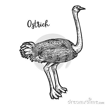 Sketch of common, Somali, Asian ostrich vector Vector Illustration