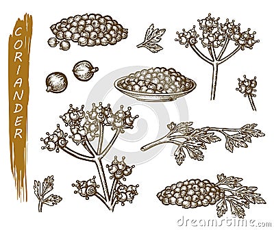 Sketch coriander, herbs and spice seasoning set Vector Illustration