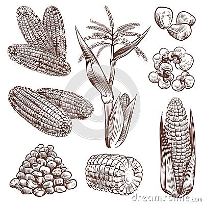 Sketch corn. Hand drawn vintage drawing cereal plants agriculture maize, corn cob and grains, popcorn for fast food Vector Illustration