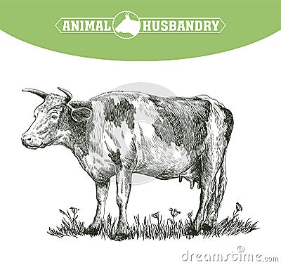 Sketch of cow drawn by hand. livestock. cattle. animal grazing Vector Illustration