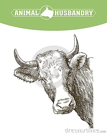 Sketch of cow drawn by hand. livestock. cattle. animal grazing Vector Illustration