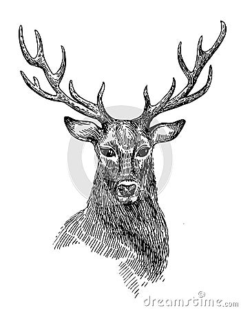 Sketch of deer Vector Illustration