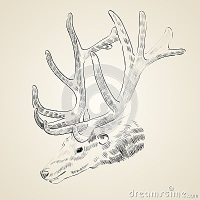 Sketch deer Vector Illustration