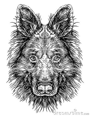 Sketch of Dog Shepherd. Vector Illustration Vector Illustration
