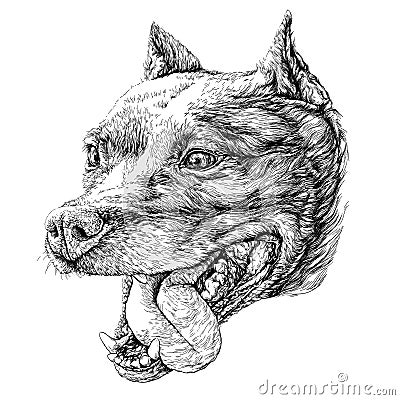 Sketch of Dog Staffordshire terrier. Vector Illustration Vector Illustration