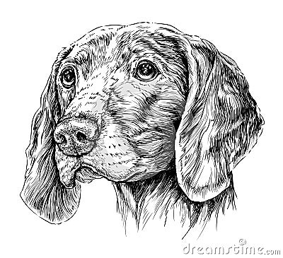 Sketch of Dog Weimar pointer. Vector Illustration Vector Illustration