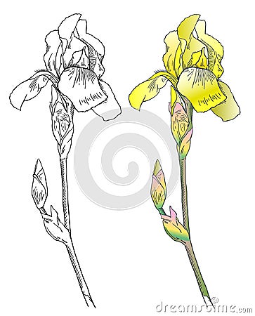 Graphic the branch flower yellow Iris Vector Illustration