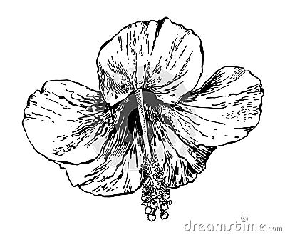 Sketch drawing of hibiscus flower, handmade vector Vector Illustration