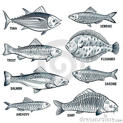 Sketch fishes. Trout and carp, tuna and herring, flounder and anchovy. Hand drawn commercial fish vector set Vector Illustration