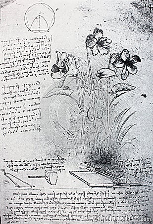 Sketch of flowers, circle. Manuscripts of Leonardo da Vinci. Code B Folio 14 recto in the vintage book Leonardo da Vinci by A.L. Stock Photo