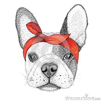 Sketch french bulldog dog head hand drawn illustration. Doggy in pin-up red bandana, isolated Cartoon Illustration