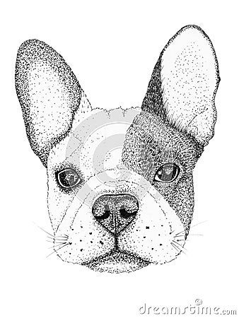 Sketch french bulldog dog head hand drawn illustration. Ink black and white drawing, isolated Cartoon Illustration