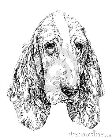 Sketch of funny Basset Hound dog. vector illustration Vector Illustration