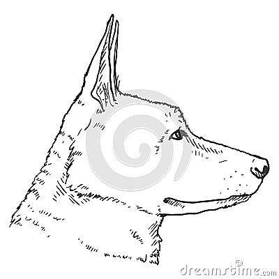 Sketch German Shepherd Dog Face Vector Illustration Vector Illustration