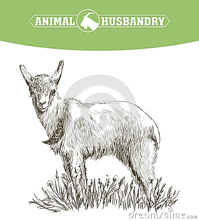 Sketch of goat drawn by hand. livestock. animal grazing Vector Illustration