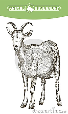 Sketch of goat drawn by hand. livestock. animal grazing Vector Illustration