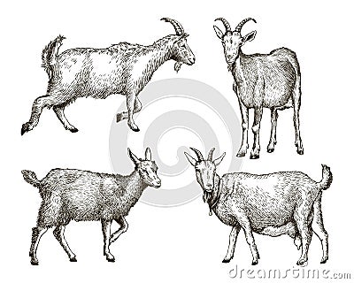 Sketch of goat drawn by hand. livestock. animal grazing Vector Illustration