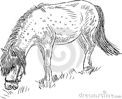 Sketch of a grazing pony Vector Illustration