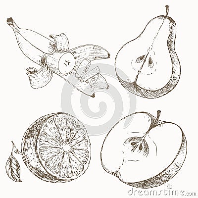 Sketch of half fruits Vector Illustration