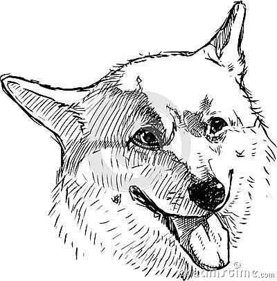 Sketch of head cheerful corgi dog Vector Illustration