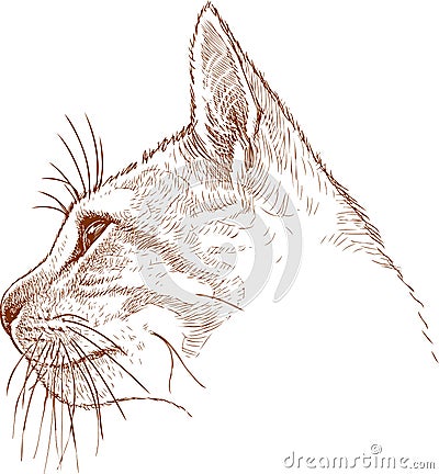 Sketch of the head of a young cat Vector Illustration