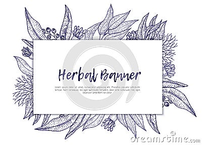Sketch herbal banner with eucalyptus isolated on white background. Ideal for invitations, promotion Vector Illustration