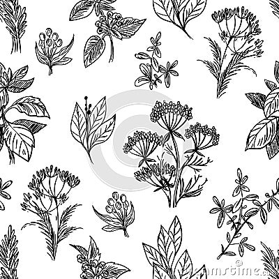 Sketch herbs and flowers seamless pattern Vector Illustration