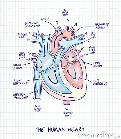Sketch of human heart anatomy ,line and color on a checkered background. Educational diagram with hand written labels of the main Vector Illustration