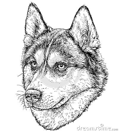 Sketch of Husky Dog Vector Illustration