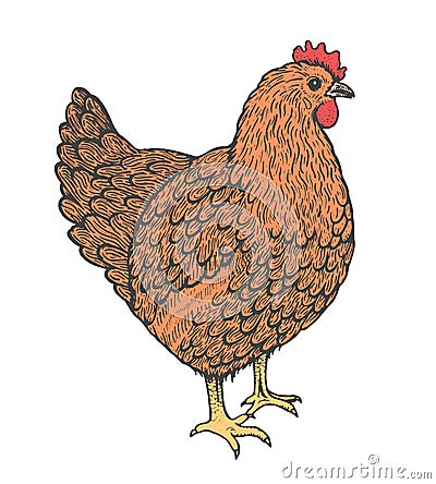 Sketch illustration of hen. Line art style. Standing chicken Vector Illustration