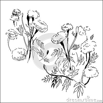 Sketch of ink flowers on white background. Vector Vector Illustration