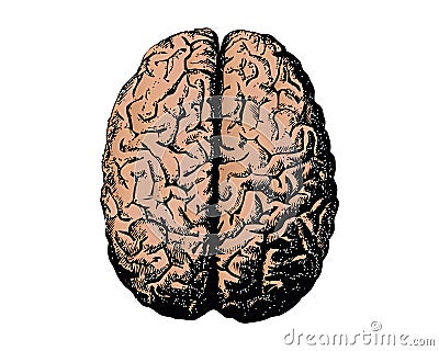 Sketch ink human brain. Hand drawn. Anatomical illustration. Vector illustration Vector Illustration