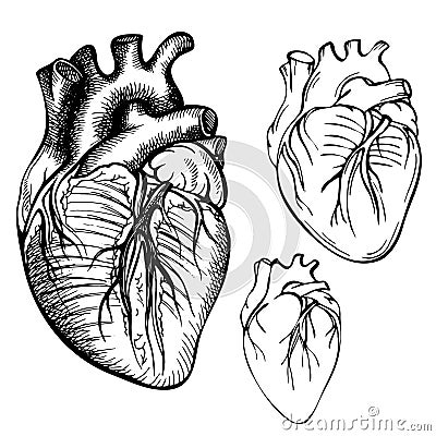 Sketch Ink Human heart. Engraved Anatomical heart illustration Vector Illustration