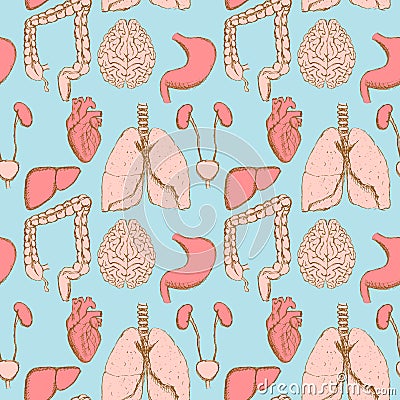 Sketch internal organs in vintage style Stock Photo