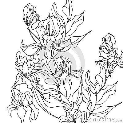Sketch with Iris flowers Vector Illustration