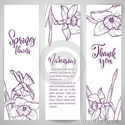 Sketch linear narcissus blossom. Vector Illustration