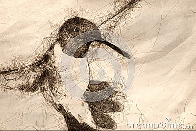 Sketch of Black-Chinned Hummingbird Searching for Nectar in the Green Garden Stock Photo