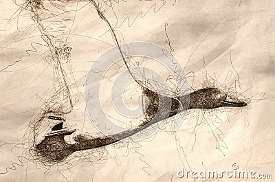 Sketch of a Mallard Duck in Flight Stock Photo