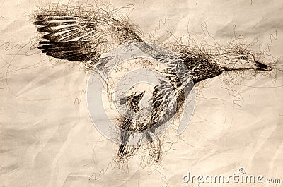 Sketch of a Mallard Duck Landing on the Cool Water Stock Photo