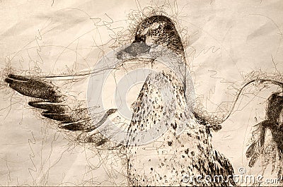 Sketch of a Mallard Duck Stretching Its Wings While Resting on the Water Stock Photo