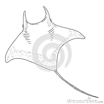 Sketch Manta Ray. Hand Drawn Devilfish Drawing Vector Illustration