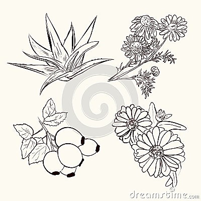 Sketch of medicinal plants. Vector Illustration