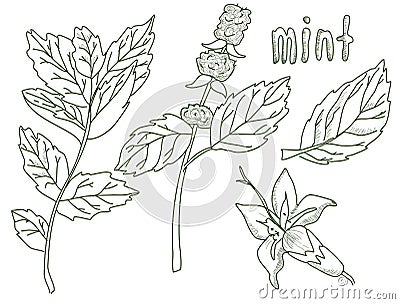 Sketch mint leaves set, vector Vector Illustration