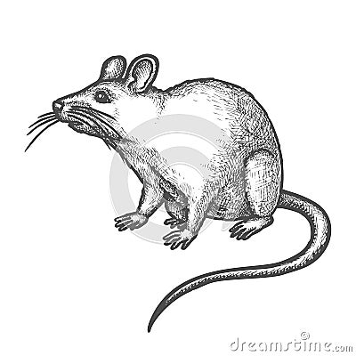 Sketch mouse, cute hand drawn rat rodent animal Vector Illustration