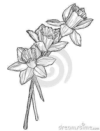 Sketch of narcissus flowers blossom Stock Photo